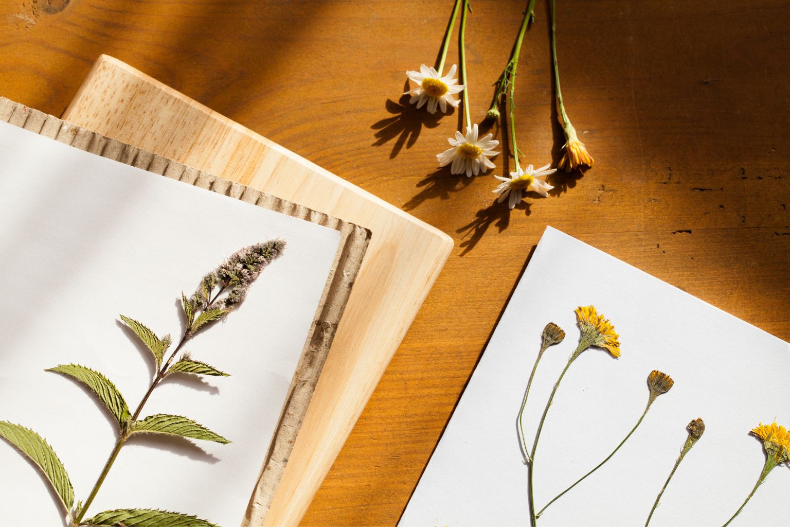 Eleva la Tua Bellezza con Timodore e L'Erbolario